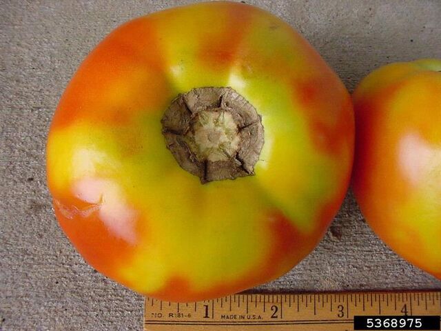 File:Tomato Greenback 2.jpg