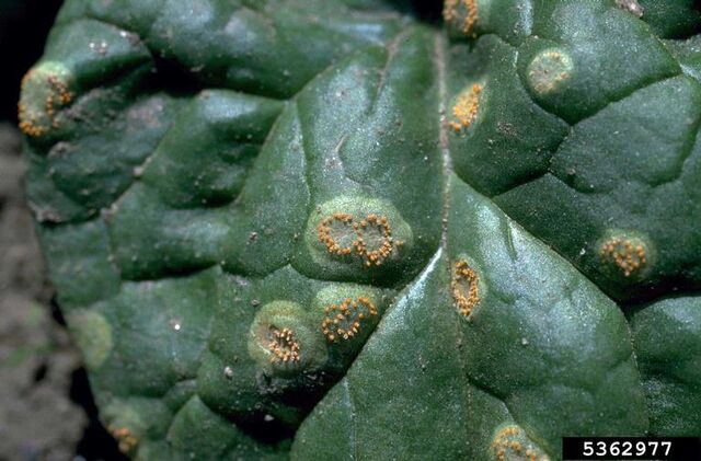 File:Perpetual Spinach Rust.jpg
