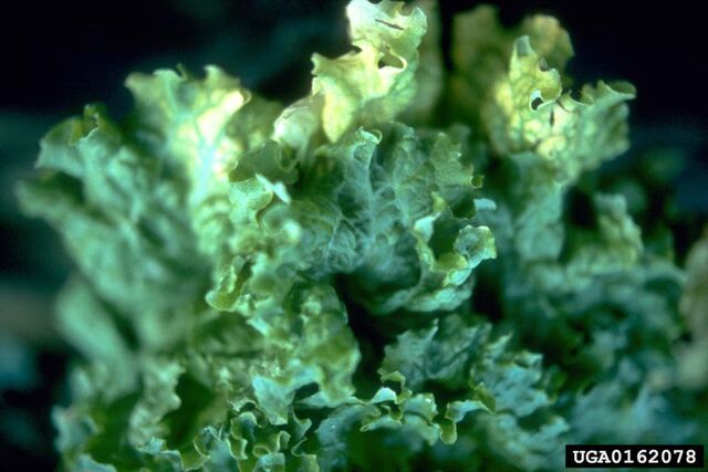 File:Lettuce Infectious Yellows Virus.jpg