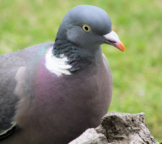 File:Wood Pigeon.jpg