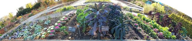 File:Brassicas.jpg