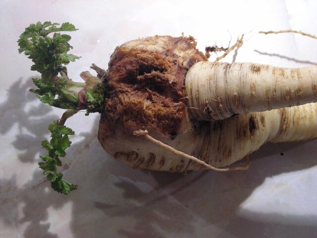 File:Parsnip Canker.jpg