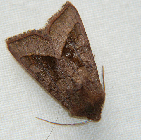 File:Rosy Rustic Moth.jpg