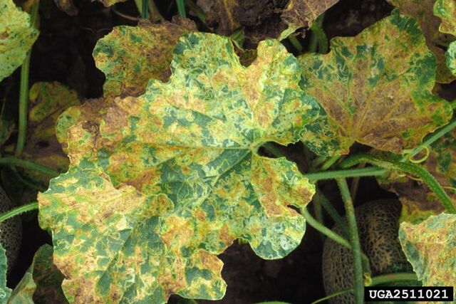 File:Melon Leaf Miner.jpg