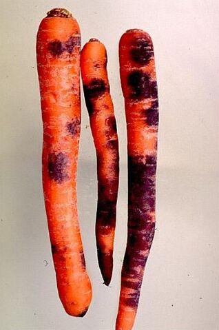 File:Carrot Black Root Rot.jpeg