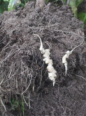 File:Cauliflower Club Root.jpg