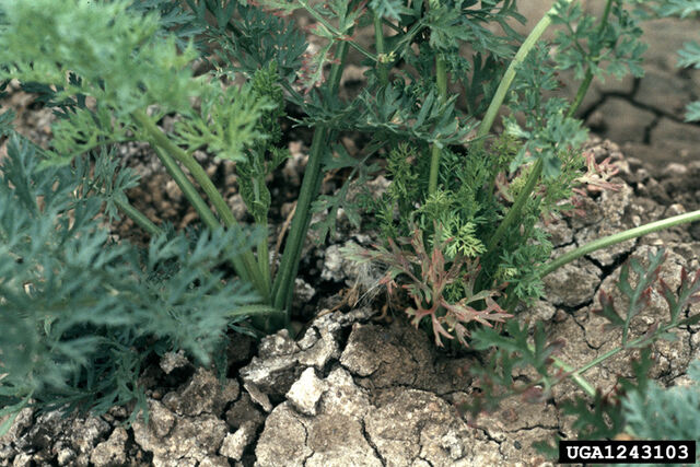 File:Carrot Aster Yellows Leaves.jpg
