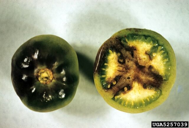 File:Tomato Late Blight Fruit.jpg