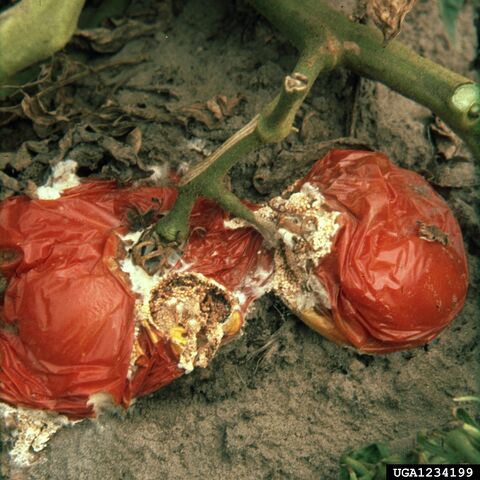 File:Tomato Rhizoctonia solani Fruit.jpg