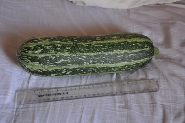 File:Marrow.jpg
