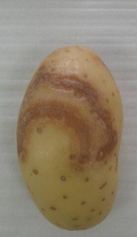 File:Potato Necrotic Ringspot.jpg