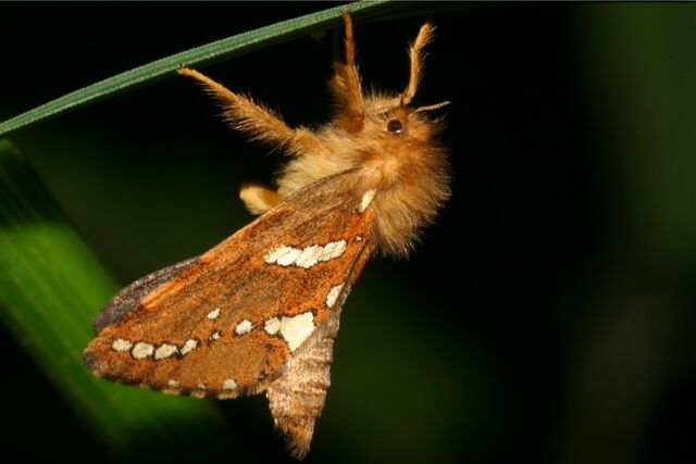 File:Swift Moth.jpg