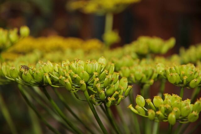 File:Parsnip Flowerhead.jpg