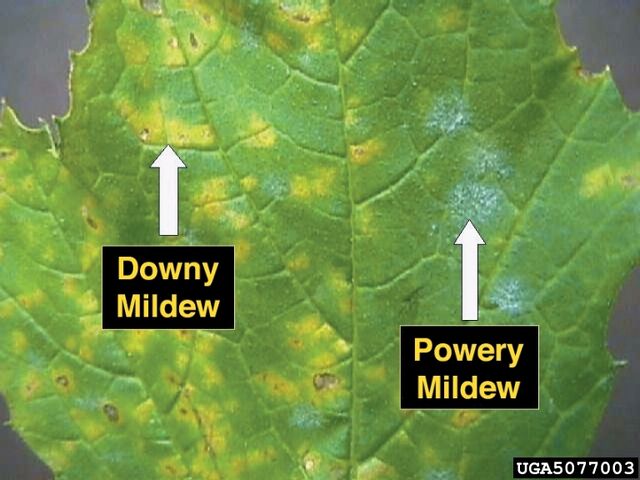 File:Grape Downy Powdery Mildew.jpg