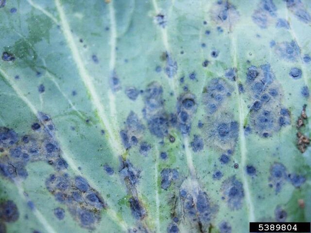 File:Cabbage Leaf Spot.jpg