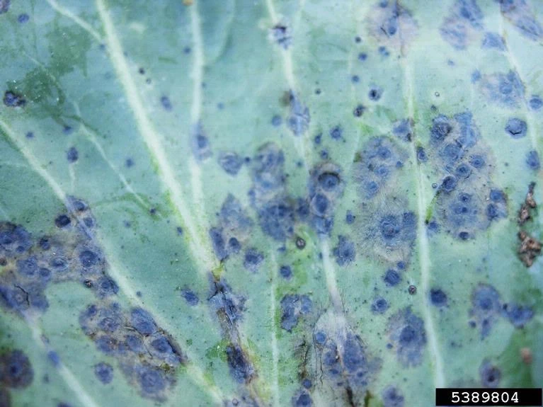 Image Cabbage Leaf Spot.jpg WikiGardener FANDOM powered by Wikia