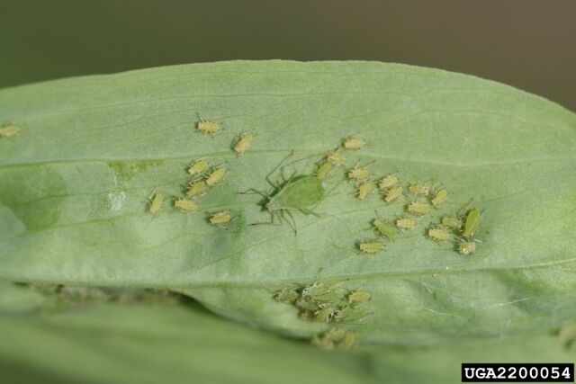 File:Lettuce Aphid.jpg