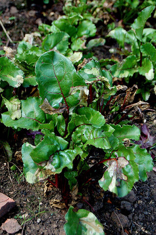 File:Beetroot Mangold Fly.jpg