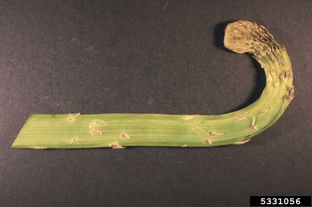 File:Asparagus Fasciation.jpg