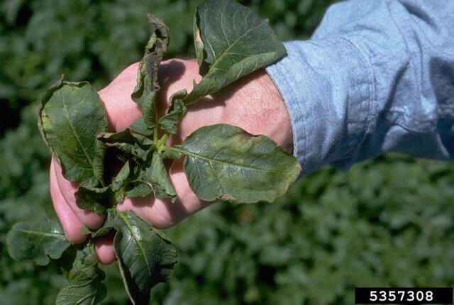 File:Potato Fusarium Wilt.jpg