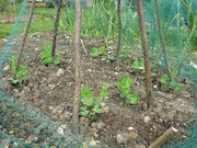 Pea Netting
