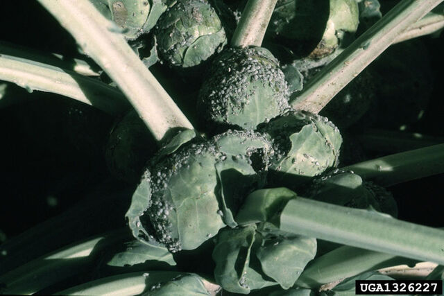 File:Brussels Sprout Cabbage Aphid.jpg