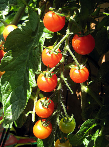 File:Tomato Gardeners Delight.jpg