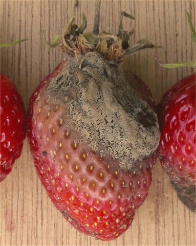 File:Strawberry Botrytis Cinerea.jpg