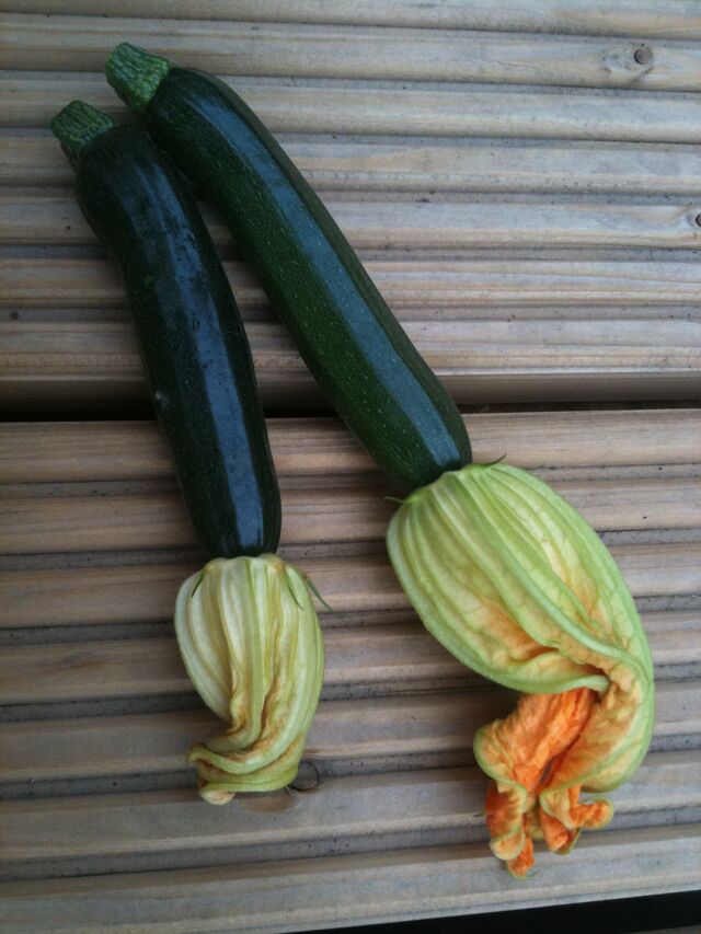 File:Zucchini Courgette Fruit Flowers.jpg