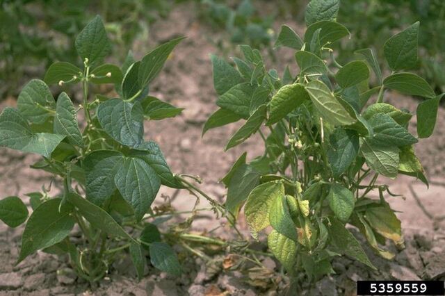 File:Bean Fusarium Wilt Leaves.jpg
