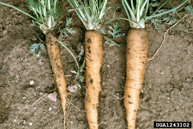 File:Carrot Aster Yellows.jpg