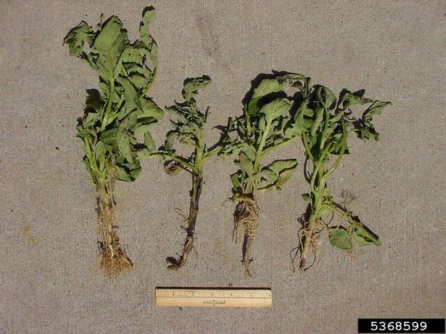 File:Potato Blackleg 2.jpg