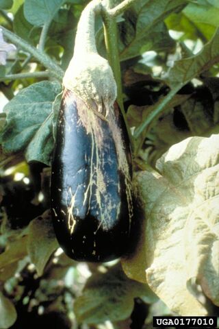 File:Aubergine Thrips.jpg