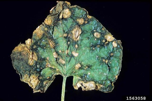 File:Cucumber Stem Rot Leaf.jpg