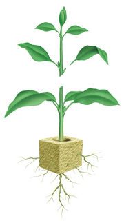Cutting diagram