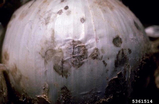 File:Onion Smudge.jpg
