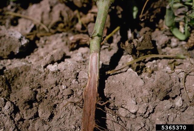 File:Bean Fusarium Wilt.jpg