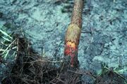 Tomato Foot Rot
