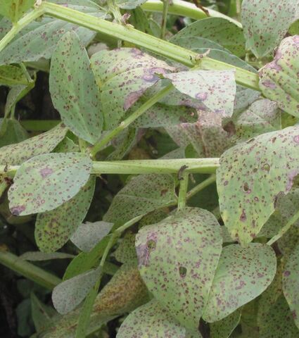 File:Broad Bean Botrytis.jpg