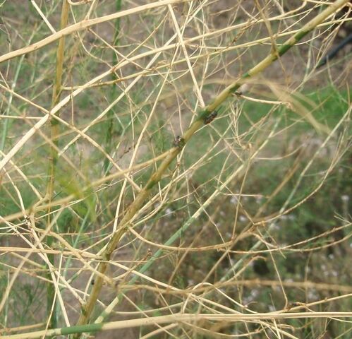 File:Asparagus Beetle Fern.jpg
