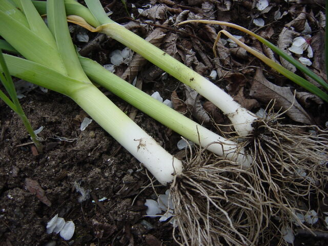 File:Leek Musselburgh.jpg
