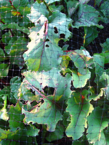 File:Beetroot Cabbage Moth Damage.jpg