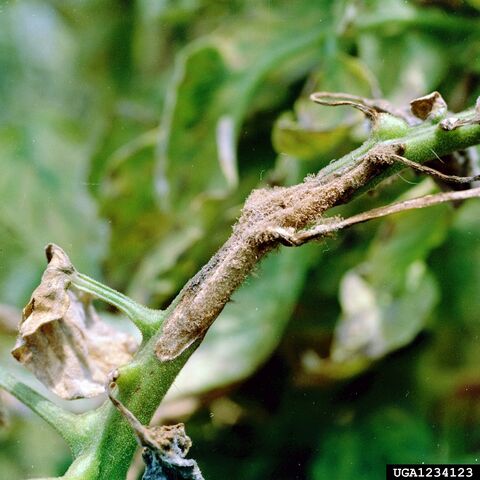 File:Tomato Early Blight Stem.jpg