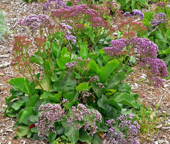 File:Limonium perezii 1.jpg