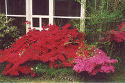Azaleas JH