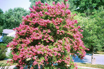 Crepe Myrtle