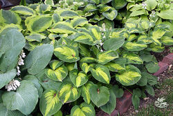 Hosta33