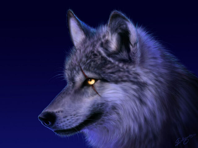 Fichier:Lupus.jpg