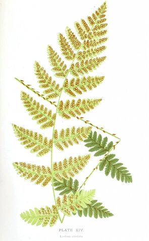 File:Fern.jpg