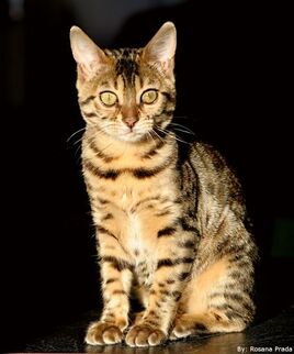 Gato Bengalí.jpg